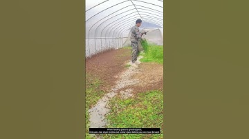 Artificial breeding of grasshoppers