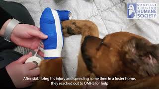 Bucky's Happy Tail by Oakville & Milton Humane Society 4,333 views 1 year ago 2 minutes, 52 seconds