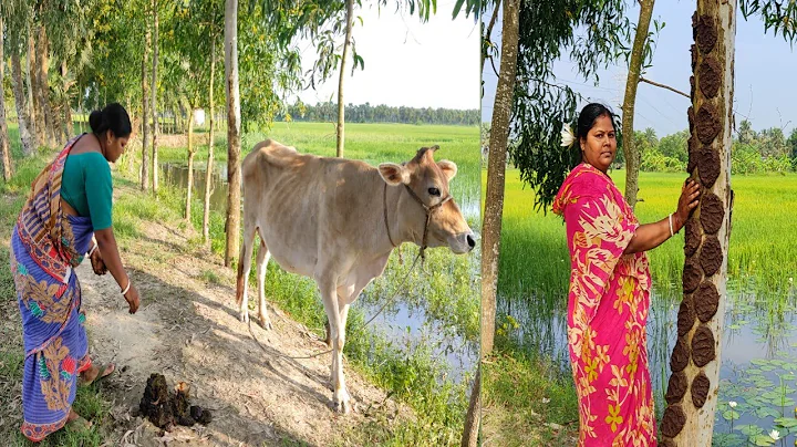 Requested Video -Cow Dung Cake Making/Cow Dung Cake Uses/Village Life of Bengal