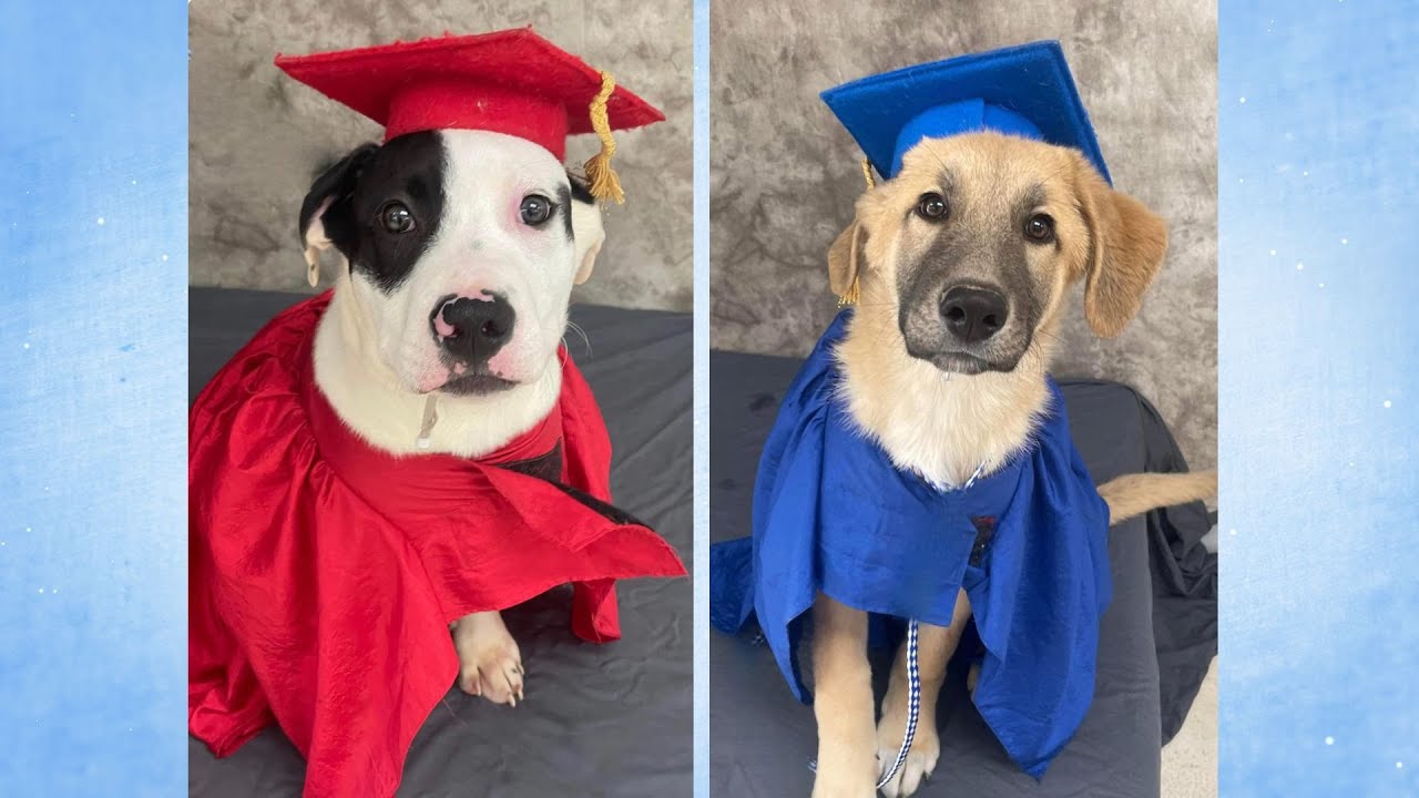 Graduation day for rescued puppies