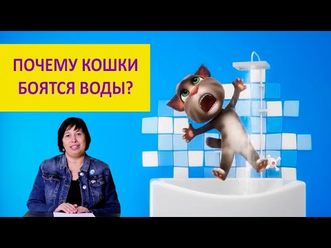 Боятся ли кошки воды? Наталья Носова