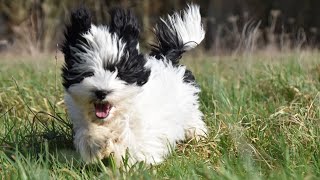 Do Havanese Dogs Shed? Exploring Shedding and Grooming with Havanese Dogs