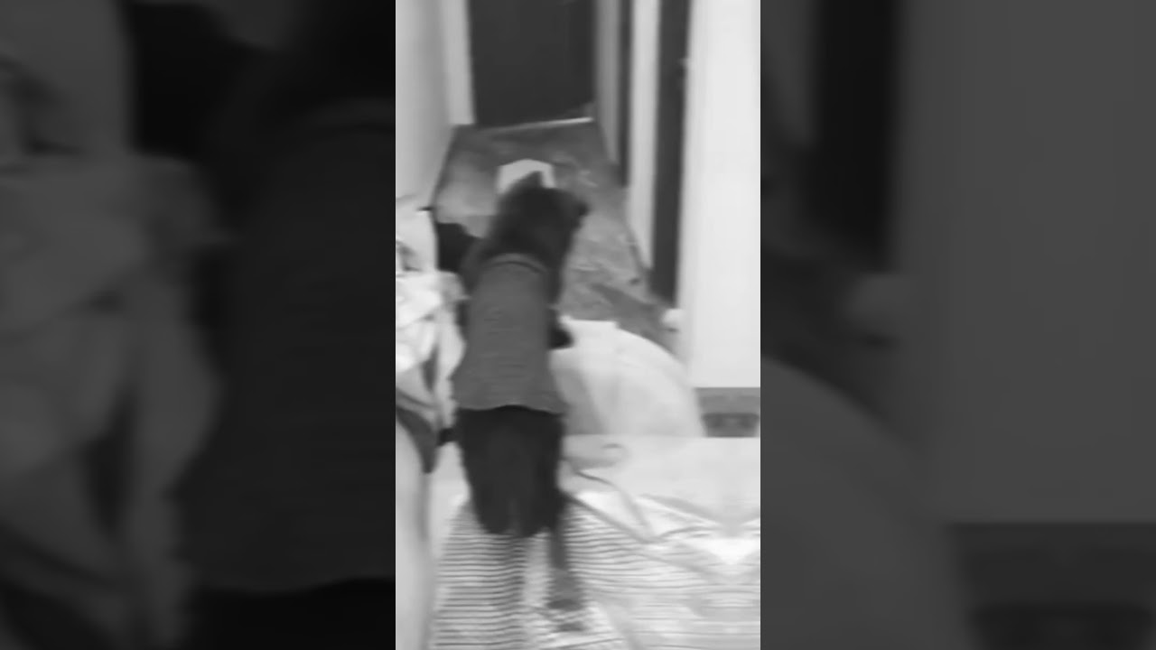 🔥 Big bark energy ☠️😎 