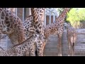 Baby Giraffe Kamili Goes Out for First Time