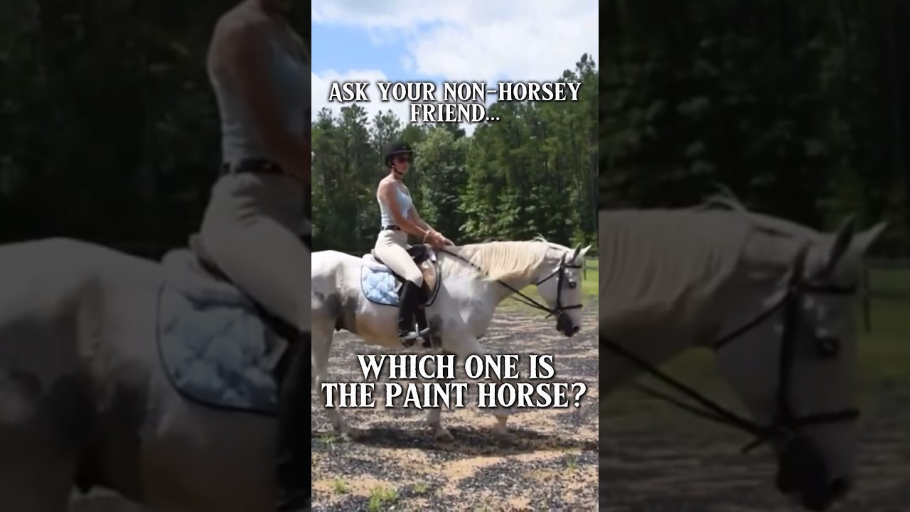 Bet you theyll get it wrong   askyournonhorseyfriend  horsequiz  horse  equestrian  painthorse