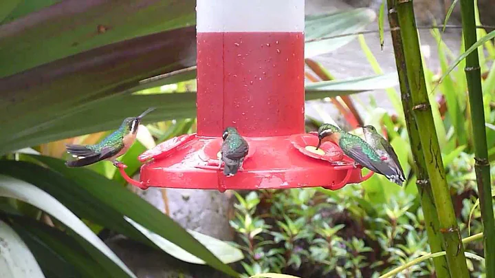 Hummingbirds in Costa Rica