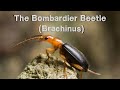 💣 “10 Quick Facts About Natures Tiny Bombs: The Bombardier Beetle” 