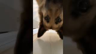 Little surprise behind the door  (Credit: @alfie_the_gs)  #fy  #fyp