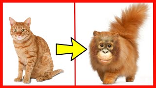 Cat PART 3 Monkey,Kangaroo,Eagle,Rabbit,Dog,Fox. @milli8368 screenshot 5