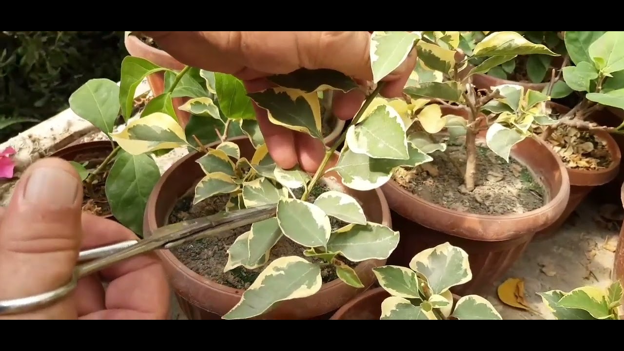 Бугенвиллияни парваришлаш ва купайтириш. (Бугенвеллия: уход, размножение).