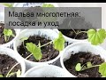 Мальва многолетняя: посадка и уход