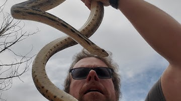 Gophersnake relocation