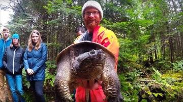 How to safely pick up & move snapping turtles when needed