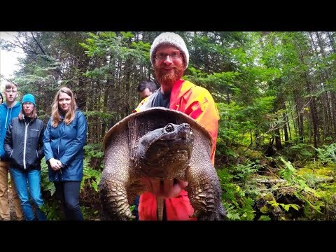 So nehmen Sie Schnappschildkröten bei Bedarf sicher auf und bewegen sie
