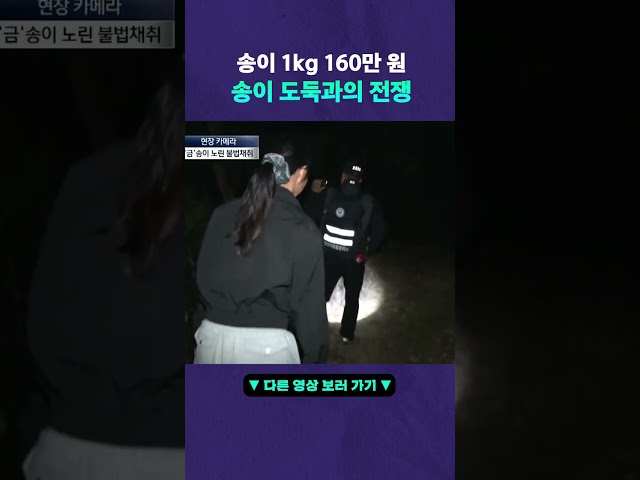 비싼 송이버섯 노리는 불법 채취꾼 #뉴픽