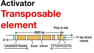 Activator transposable elements