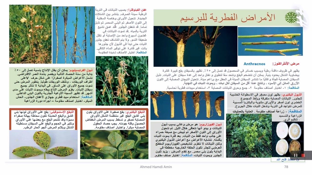 الامراض الفطرية التي تصيب البرسيم الحجازي وطرق مكافحتها.