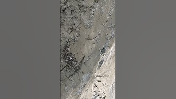 Snake Attack | Appearance of Snakes While Fishing  #snake #ytshorts #shorts #viral #sundarban