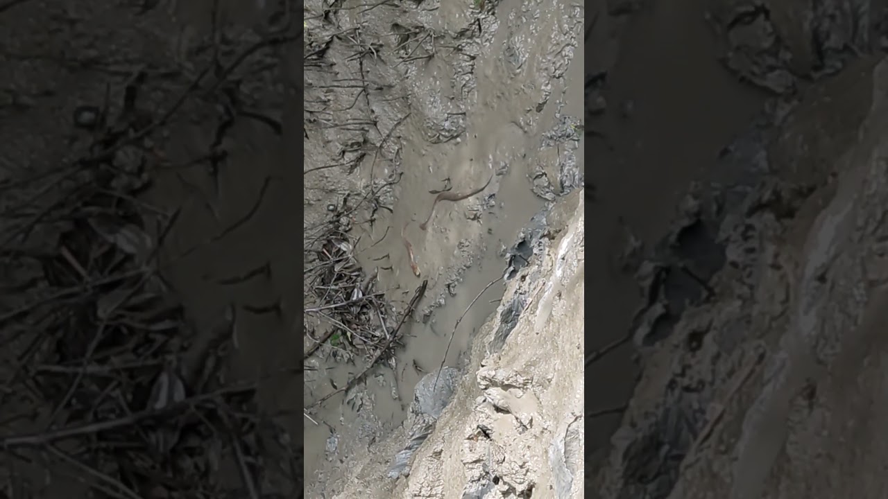 Snake Attack | Appearance of Snakes While Fishing  