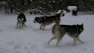 Picture 185.avi