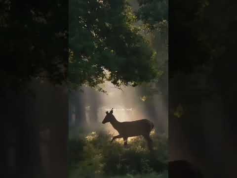 ويلي ويلي على نظراته ترند تصميم فيديوهات اشتراك اكسبلور 