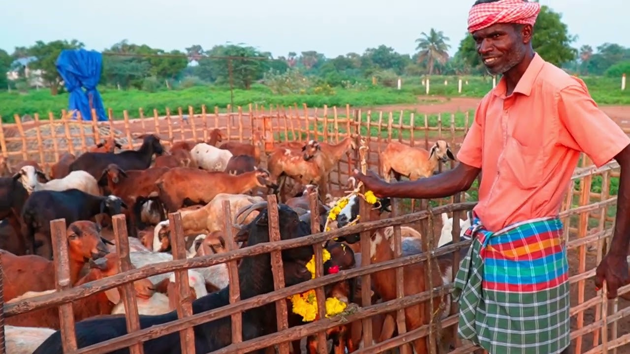 Grazing Sheep || Sheep lam