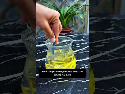 Video Make Orchids Bloom Like Crazy! Secret Homemade Orchid Bud Booster