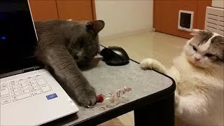 サラミ食ってたら二匹のチンピラ猫に絡まれた
