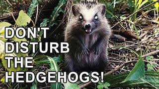 Don't disturb the hedgehogs!