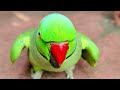 Mummy papa talking parrot mitu 🦜🌿🦜🌿 #parrot #talkingparot