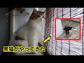 子猫がベランダでニャルソック中、黒猫（野良猫）現る！！はたしてコロタの反応は？