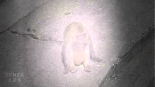 Baby monkeys to behave like a spoiled child mom