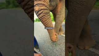 Pourquoi cet éléphant arrête de manger