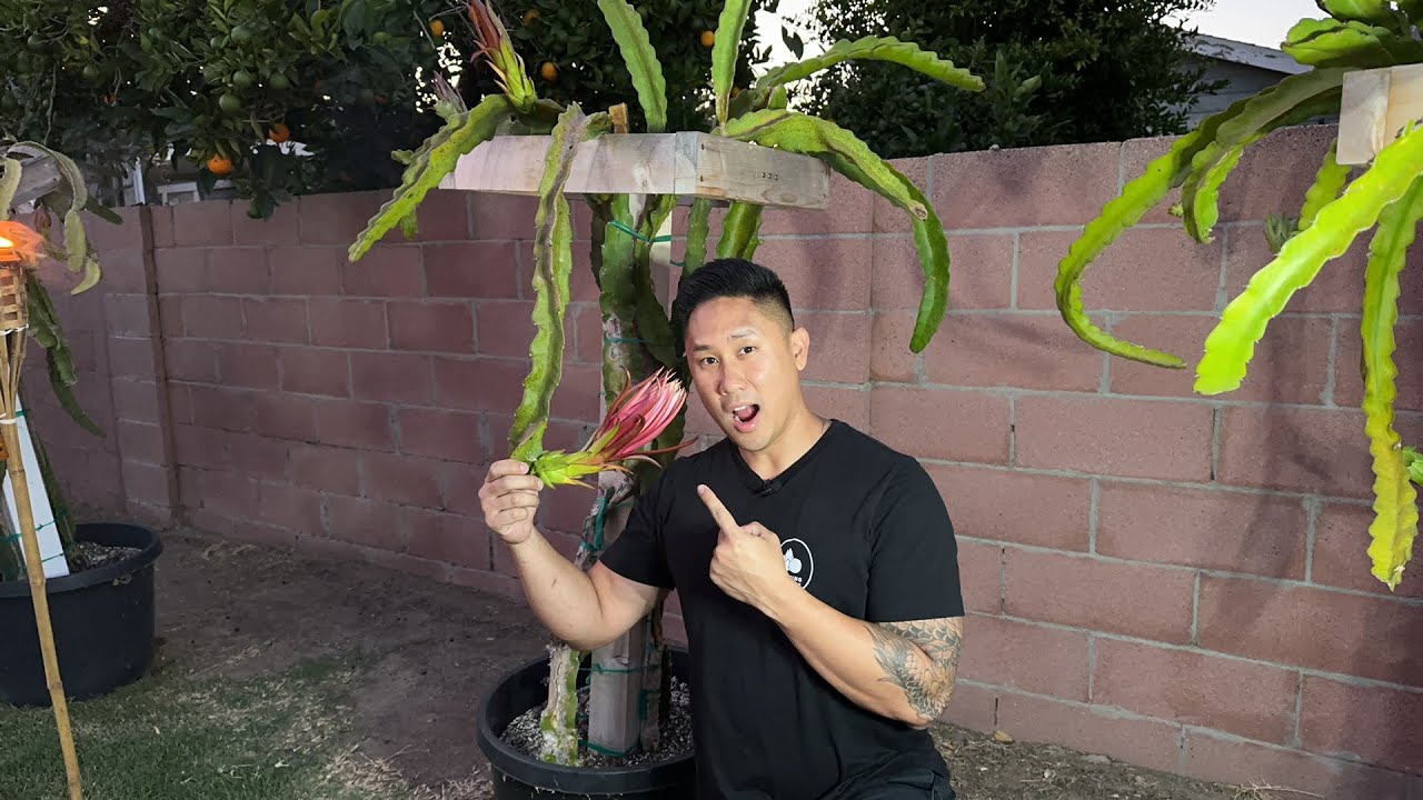 Pollinating My New Dragon Hybrid Creation | ASUNTA 4 x RED LAVERNE