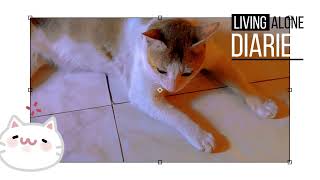Cat Tales: Whisker-Soft Moments in Daily Life screenshot 2