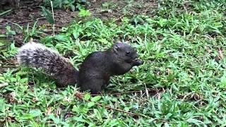 Interacting and Feeding Taiwan Squirrels (Pallas's Squirrel)