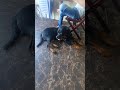 chú chó thân thiện và dễ thương #dog