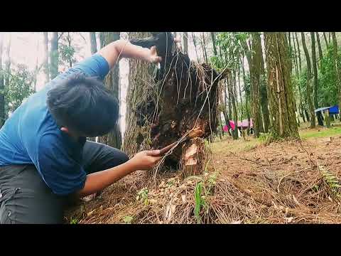 Video: Bagaimana untuk mencari fatwood di alam liar?