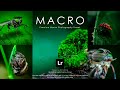 How to edit professional macro photography  lightroom presets dng  xmp free download