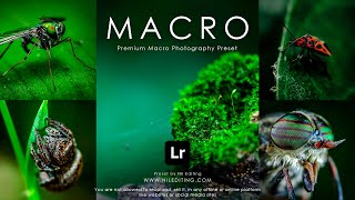 How to Edit Professional Macro Photography | Lightroom Presets DNG & XMP Free Download screenshot 2