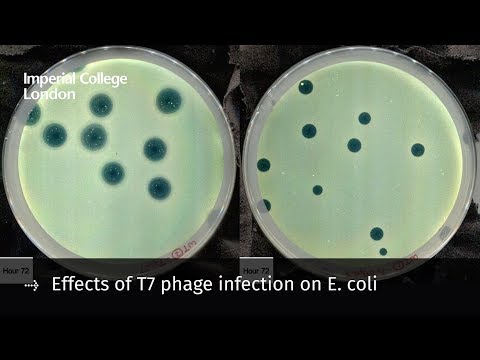 वीडियो: T7 वायरस कैसे फैलता है?