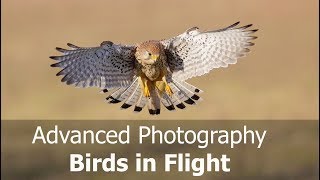 flight birds photograph settings canon