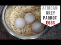 African grey parrot eggs