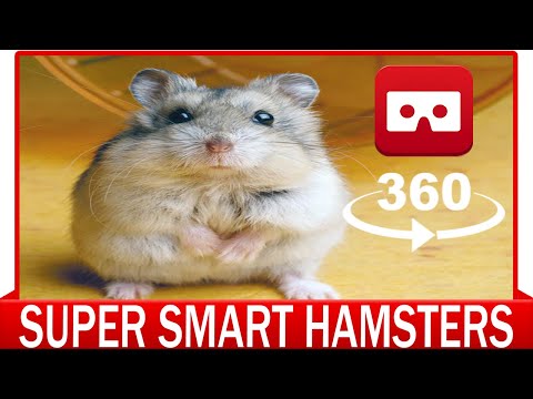 360° VR VIDEO – Super Smart Hamsters – VIRTUAL REALITY 3D