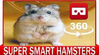 360° VR VIDEO - Super Smart Hamsters - VIRTUAL REALITY 3D