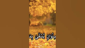 من سورة الرعد (وفي الأرض قطع متجاورات وجنات من أعناب) ناصر القطامي |سورة الرعد| بصوت هادئ وجميل
