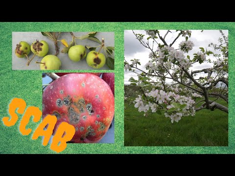 Video: Apple Tree Care: Det Er Ikke Så Lett