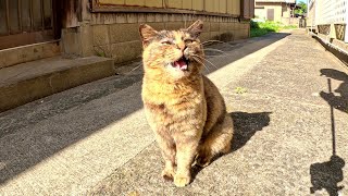 A tortoiseshell cat followed me in the back alley