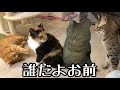 また野良猫が遊びに来たときの我が家の猫たちの様子！