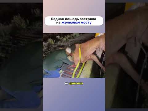 Бедная лошадь #дикиеживотные #животные #лошади #история #новости